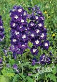 Delphinium (Ridderspoor) Pacific-Hybr. 'King Arthur Premium'